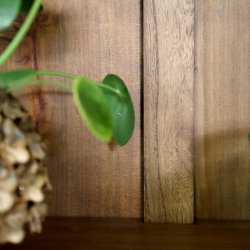 Klassisk vitrineskab natur